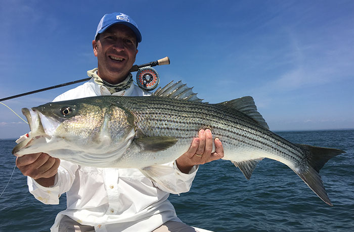 Striped bass on the fly