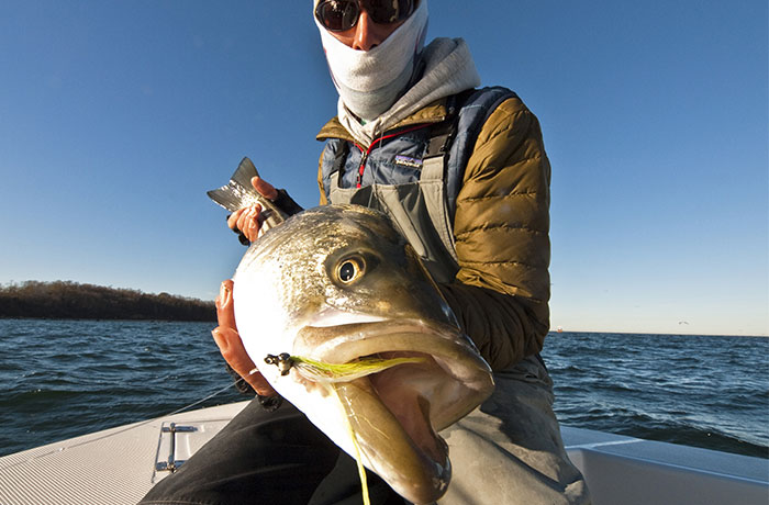 Fall Striped bass on the fly