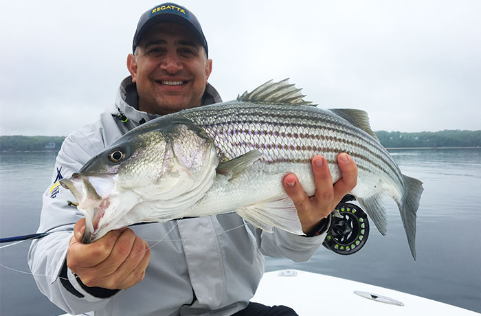 Striped bass on the fly