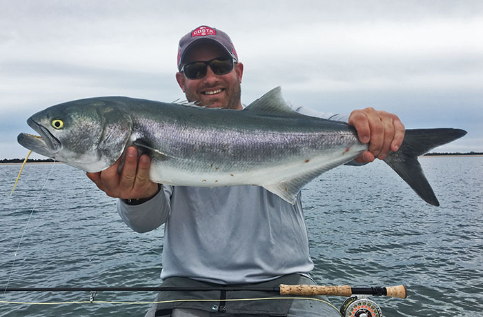 Big bluefish caught on the fly